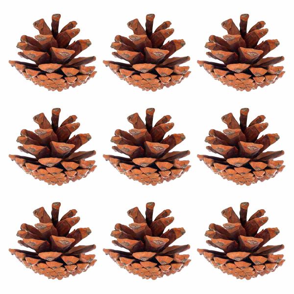 Set 9 Pigne per decorazione Fontainbleau 5 cm